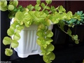 lysimachia